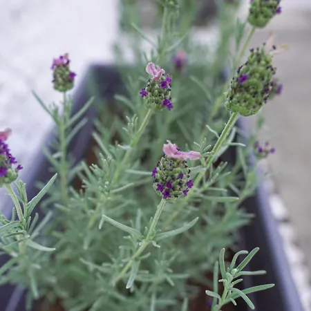 Bookhome By Greece * Aigio