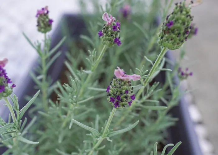 Bookhome By Greece * Égio